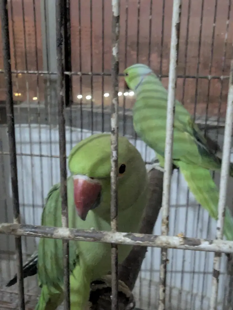 Green Ringneck Pair For Sale — photo 2