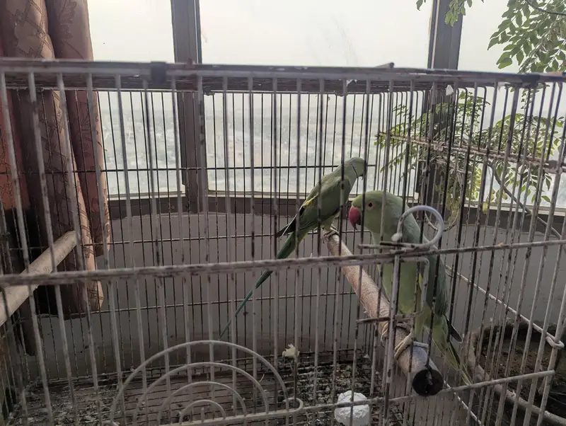 Green Ringneck Pair For Sale — photo 3