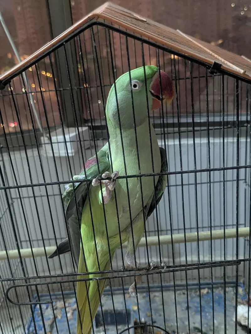 Green Ringneck Pair For Sale — photo 4