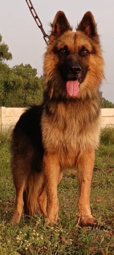 German Shepherd mail 12 month for sale