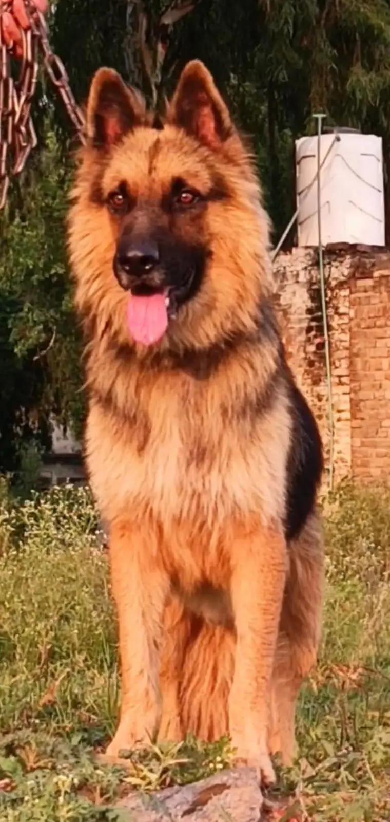 German Shepherd mail 12 month for sale — photo 2
