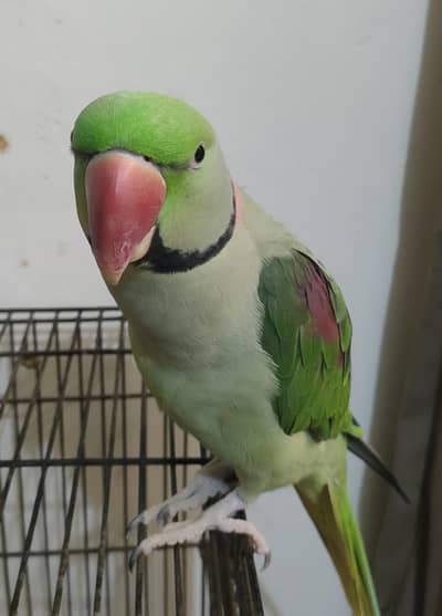 raw male