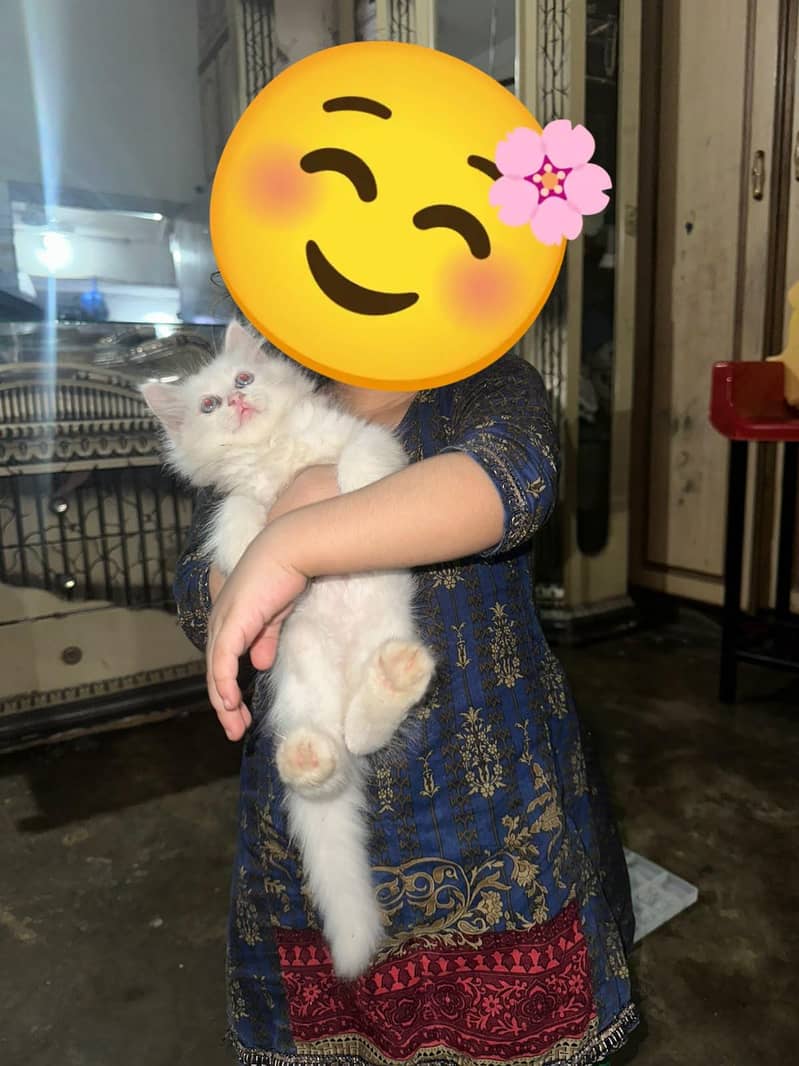 Pershion Cat 0