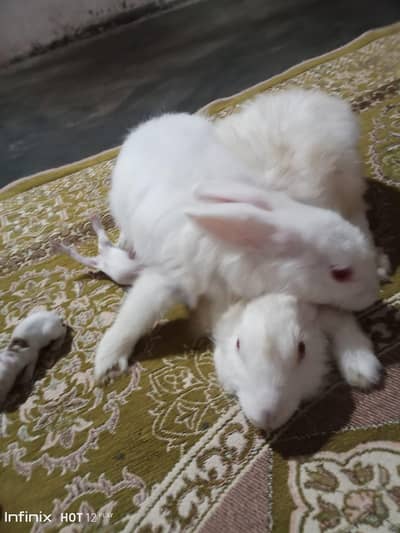 angora read i
