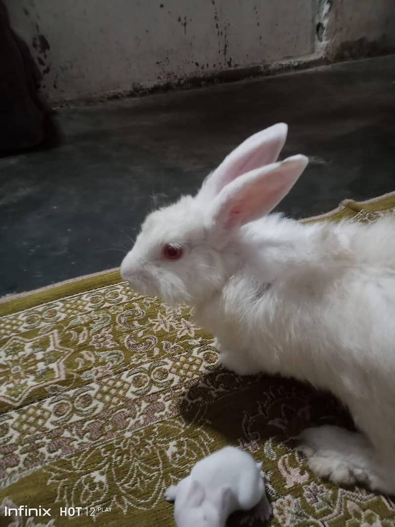 angora read i 1