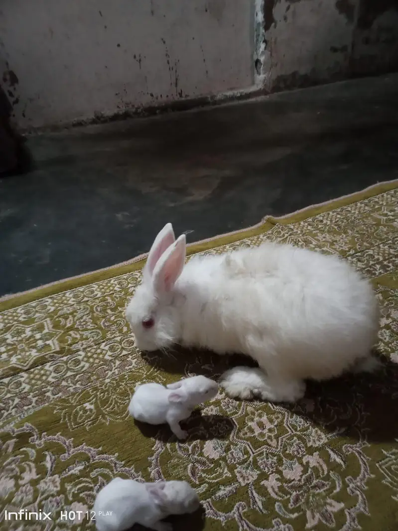 angora read i — photo 3
