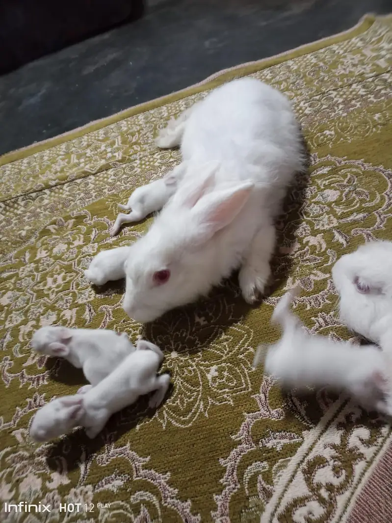angora read i — photo 5