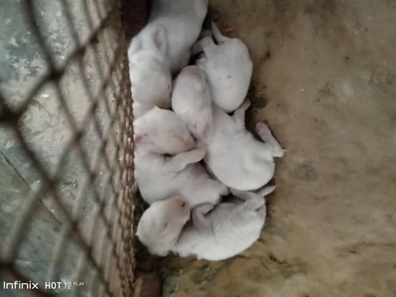 angora read i 5