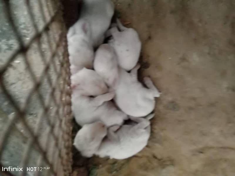 angora read i 6
