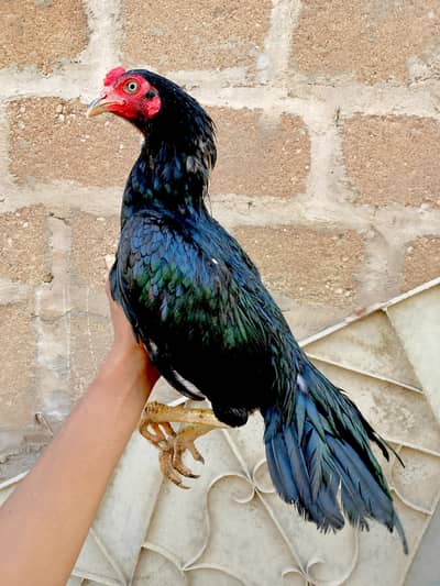 Mashallah high Quality jutt black mushk patha 03422719740