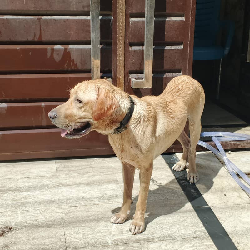 labra dog 0