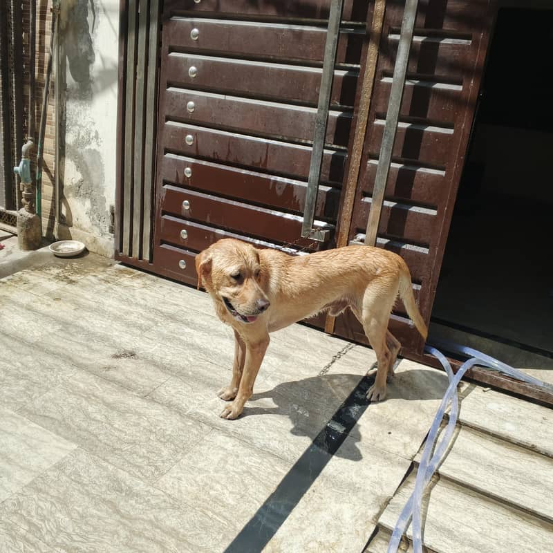labra dog 1