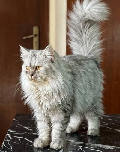 Persian cat pair male femal