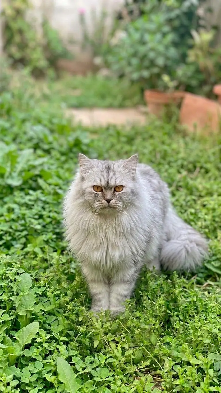Persian cat pair male femal — photo 2