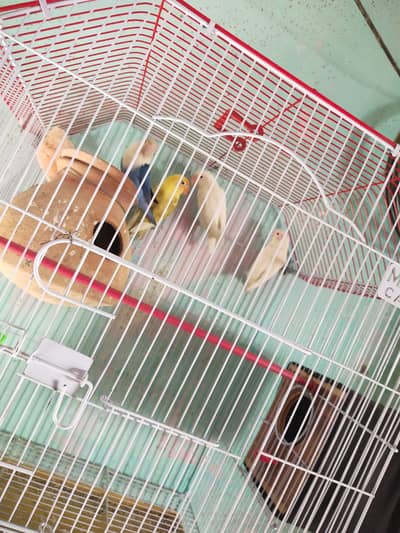 `4 Healthy Lovebirds for Sale - Albino, Blue, Yellow | Orangi Town Ka