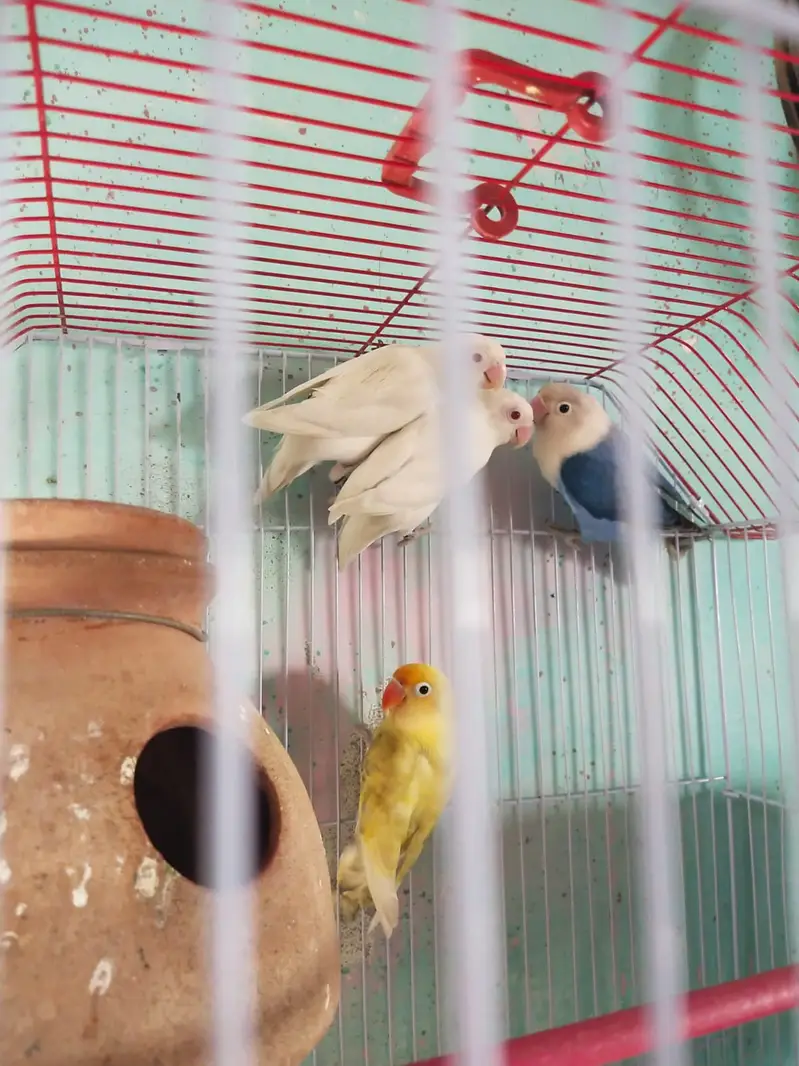 `4 Healthy Lovebirds for Sale - Albino, Blue, Yellow | Orangi Town Ka — photo 2