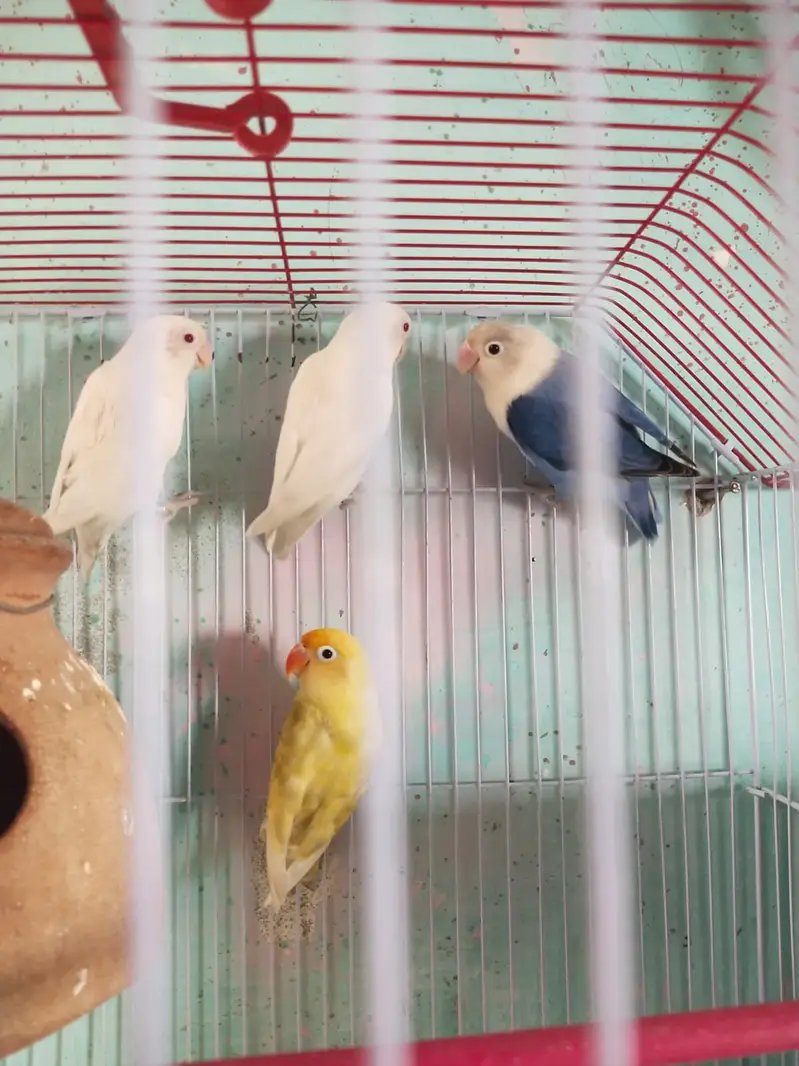 `4 Healthy Lovebirds for Sale - Albino, Blue, Yellow | Orangi Town Ka — photo 3