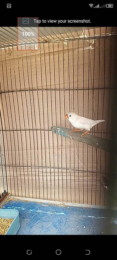 mutation finch ready to breed female for sell
