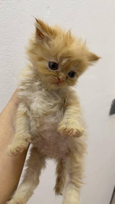 Persian kitten for sale