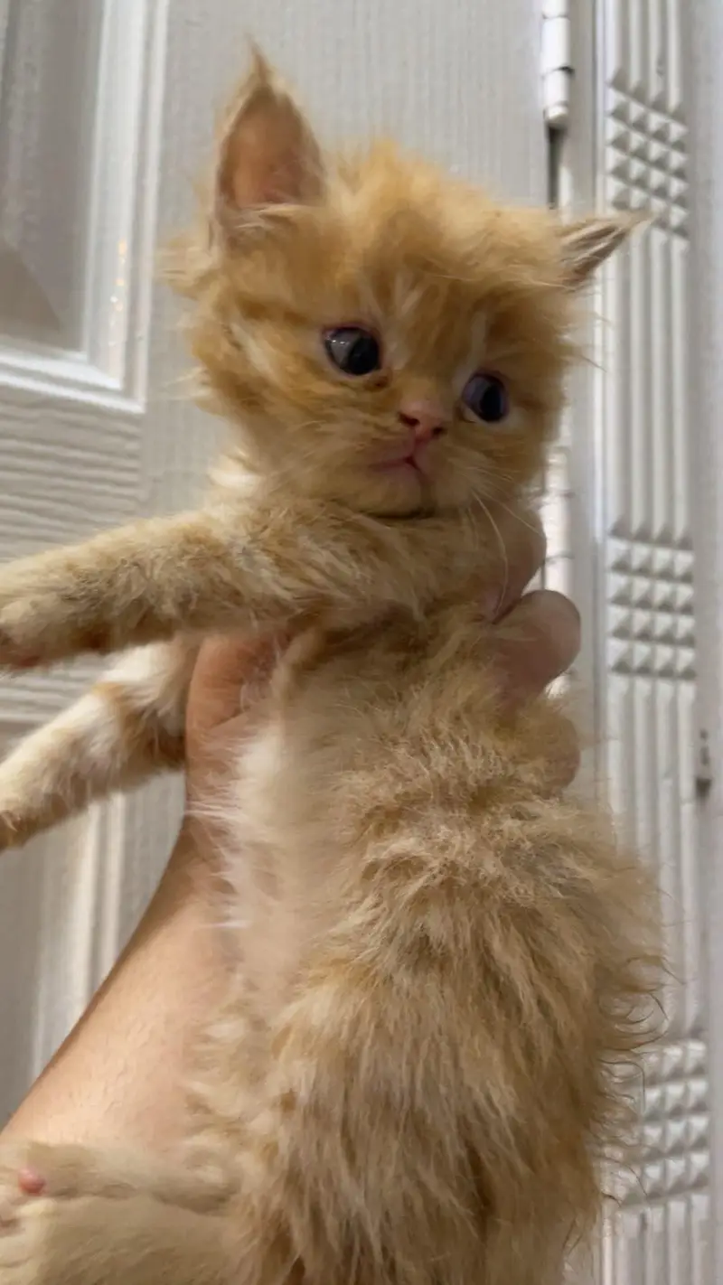 Persian kitten for sale — photo 2