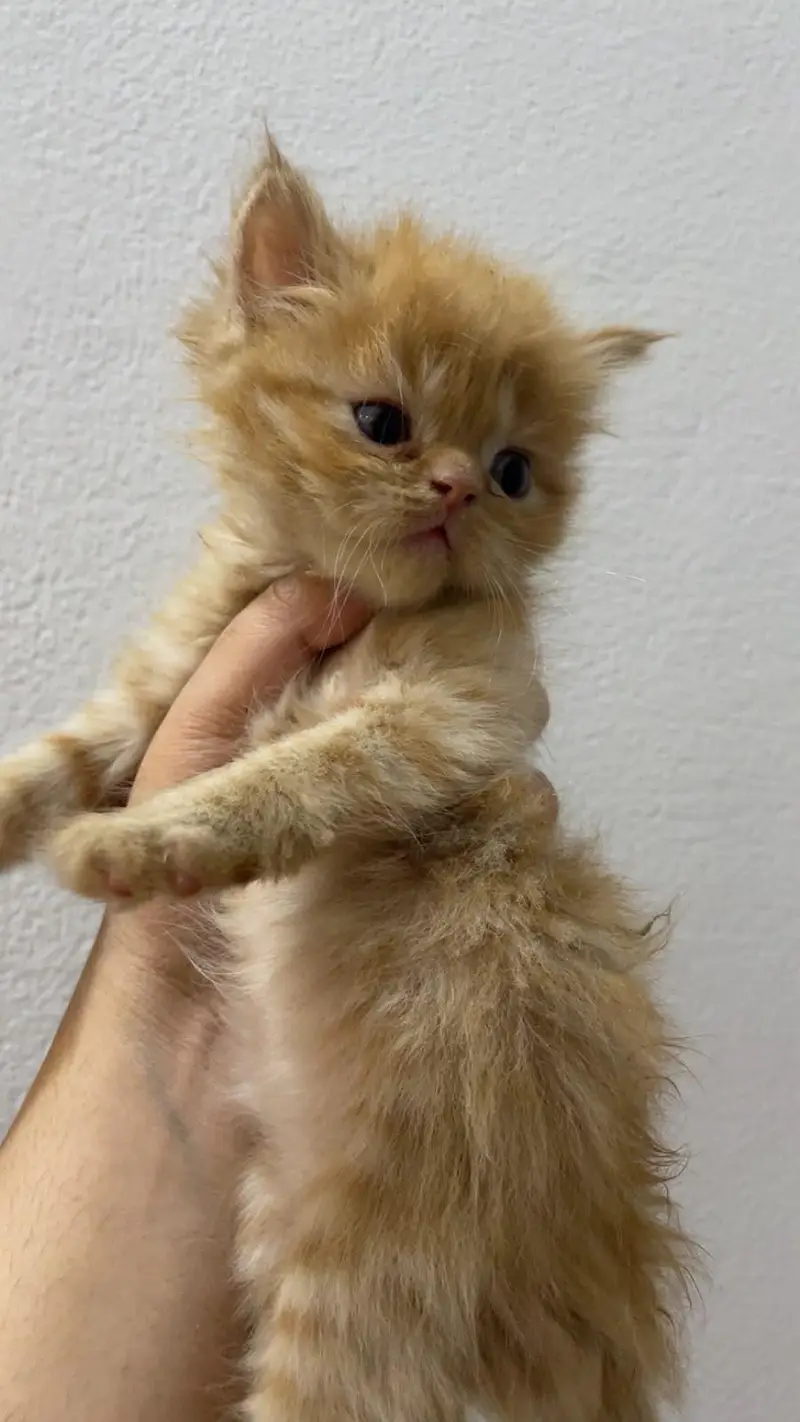 Persian kitten for sale — photo 3