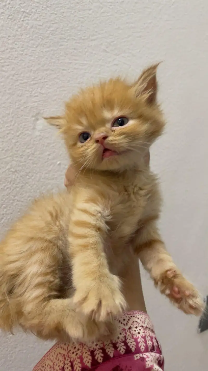 Persian kitten for sale — photo 4