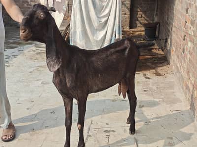 nagri bakri for sale