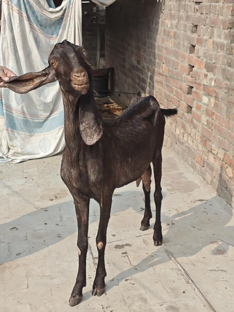 nagri bakri for sale — photo 2