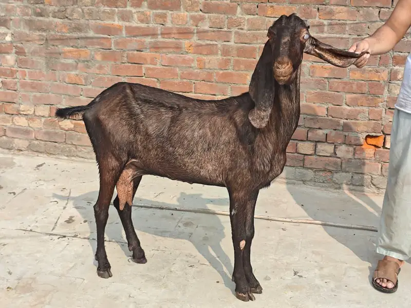 nagri bakri for sale — photo 4
