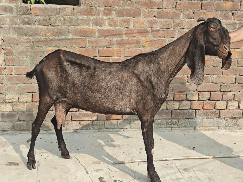 nagri bakri for sale — photo 5