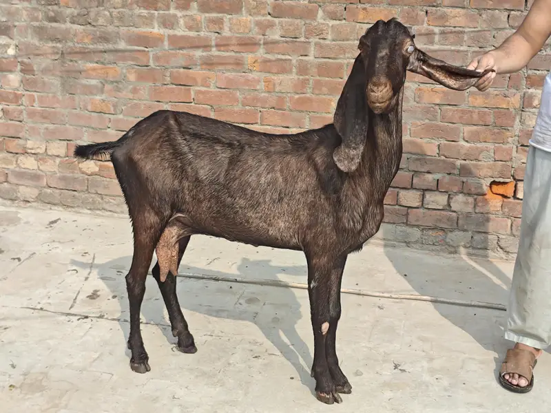 nagri bakri for sale — photo 6
