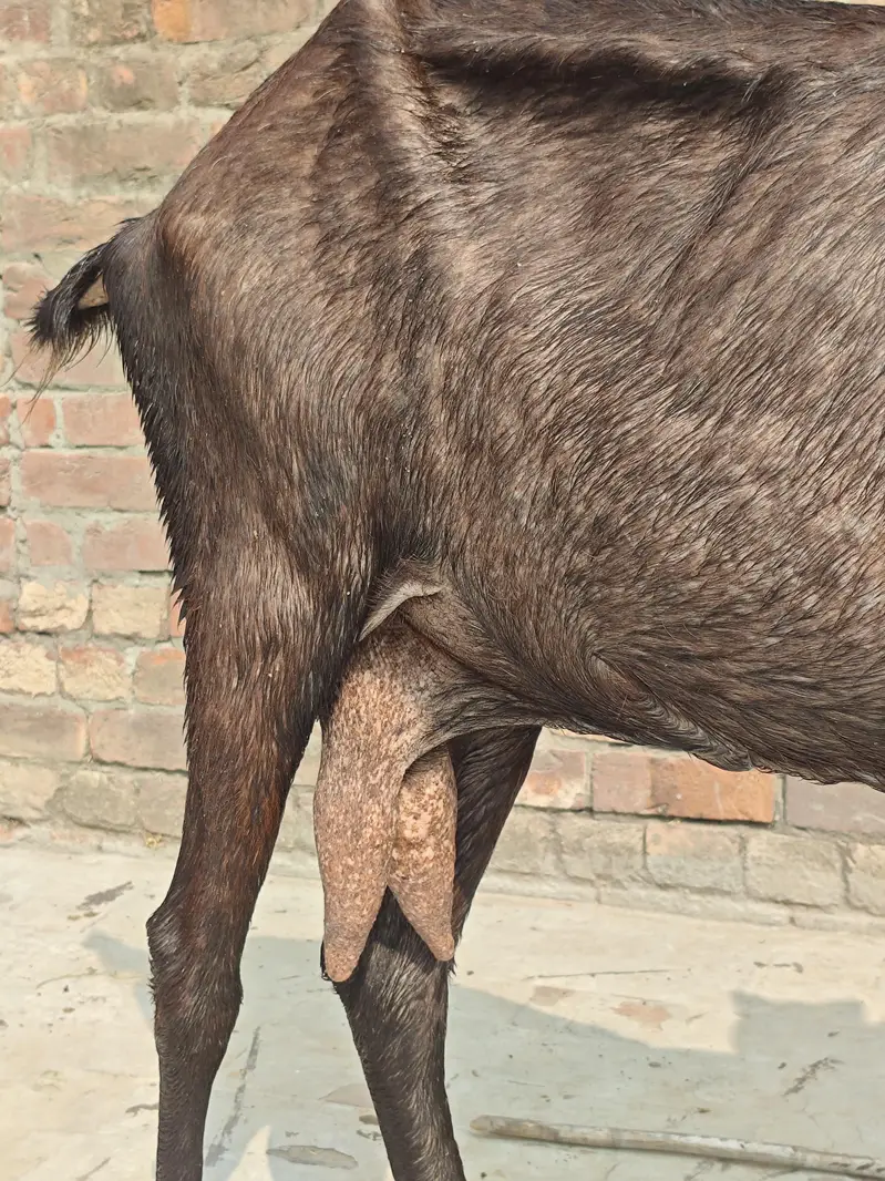 nagri bakri for sale — photo 7