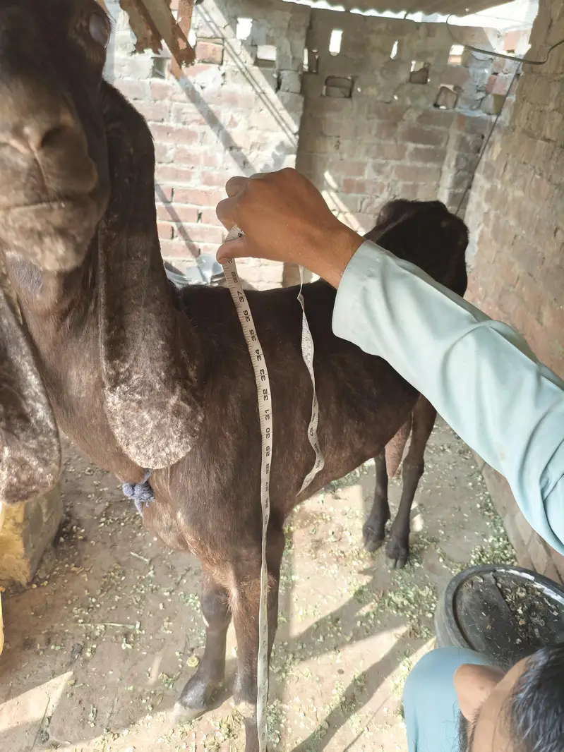nagri bakri for sale — photo 9