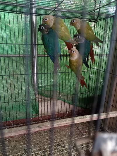 Pineapple / blue tortoise conure