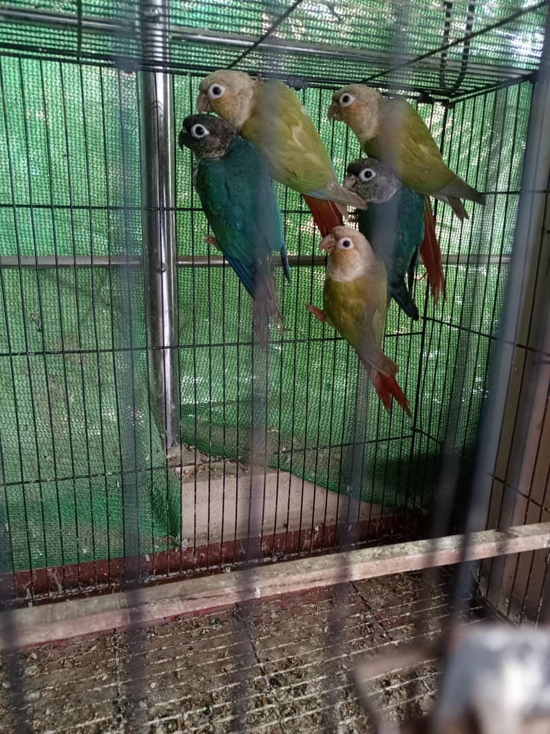 Pineapple / blue tortoise conure 0