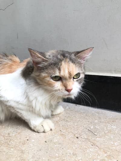 Persian cat