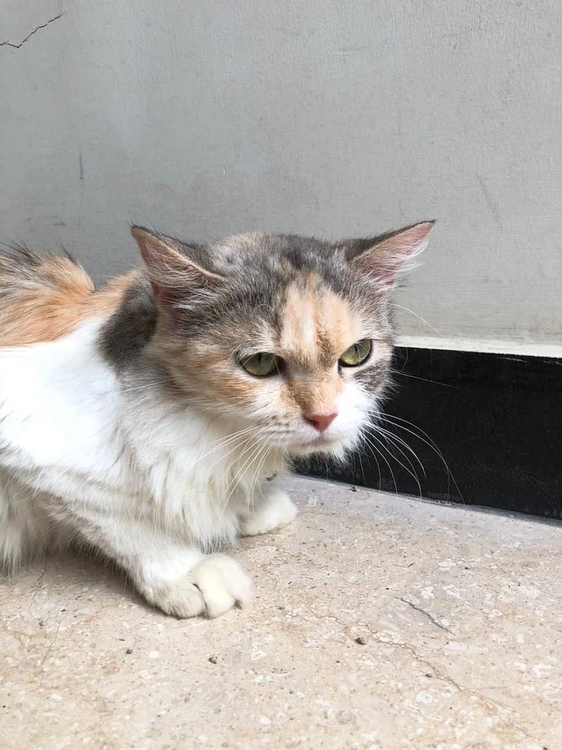 Persian cat 0