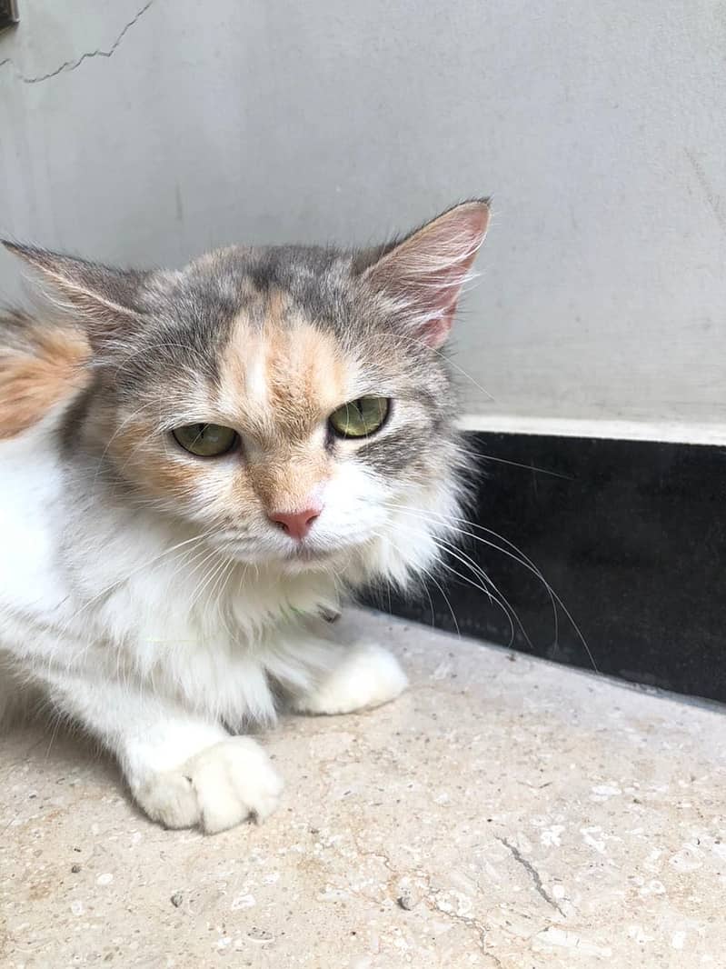 Persian cat 1