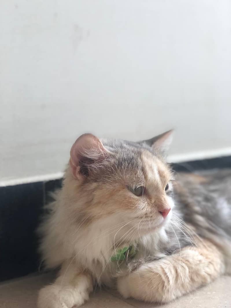 Persian cat 2