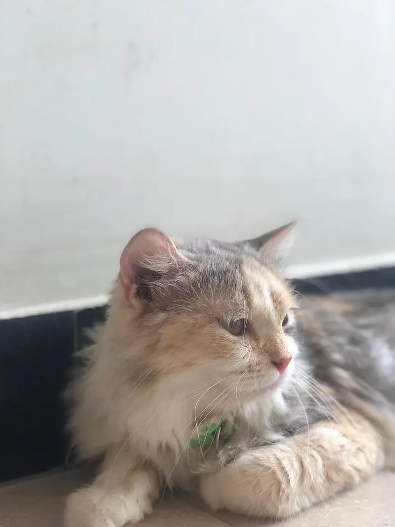 Persian cat — photo 3
