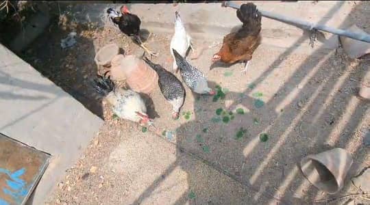 golden misri hens for sale 03001679783