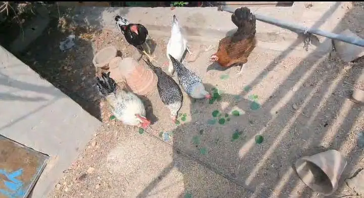 golden misri hens for sale 03001679783 — photo 2