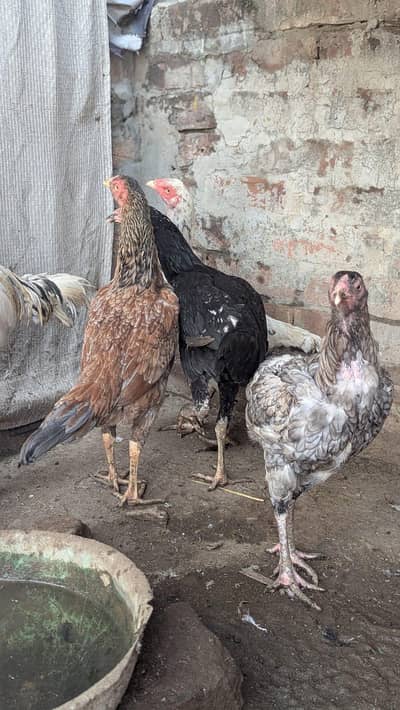 Sindhi hens