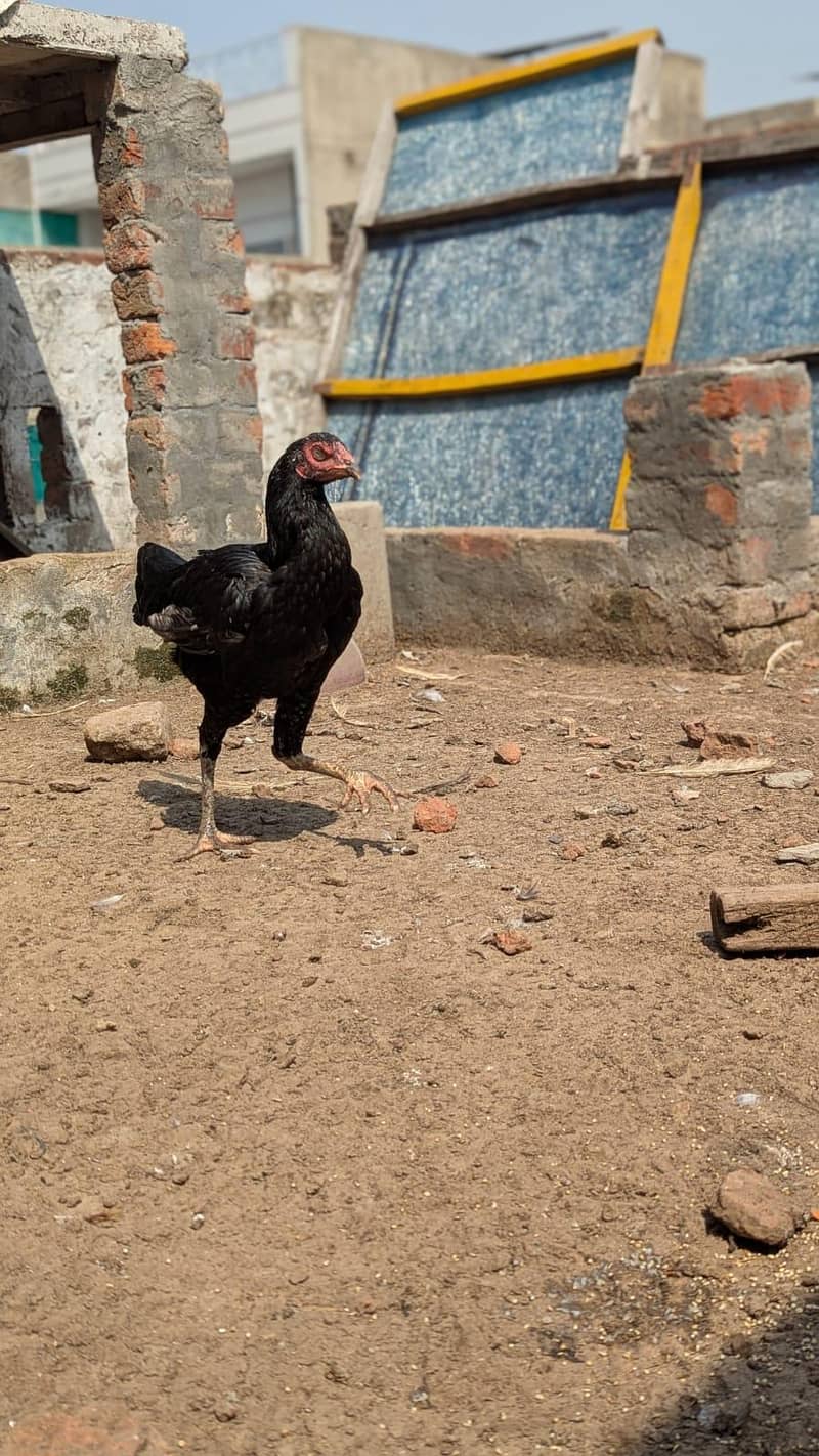 Sindhi hens 1