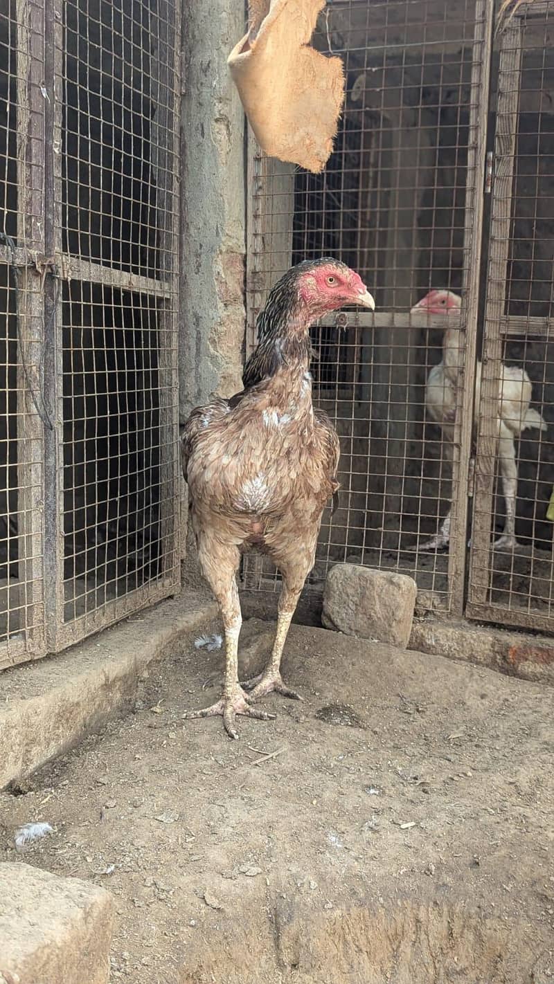Sindhi hens 2