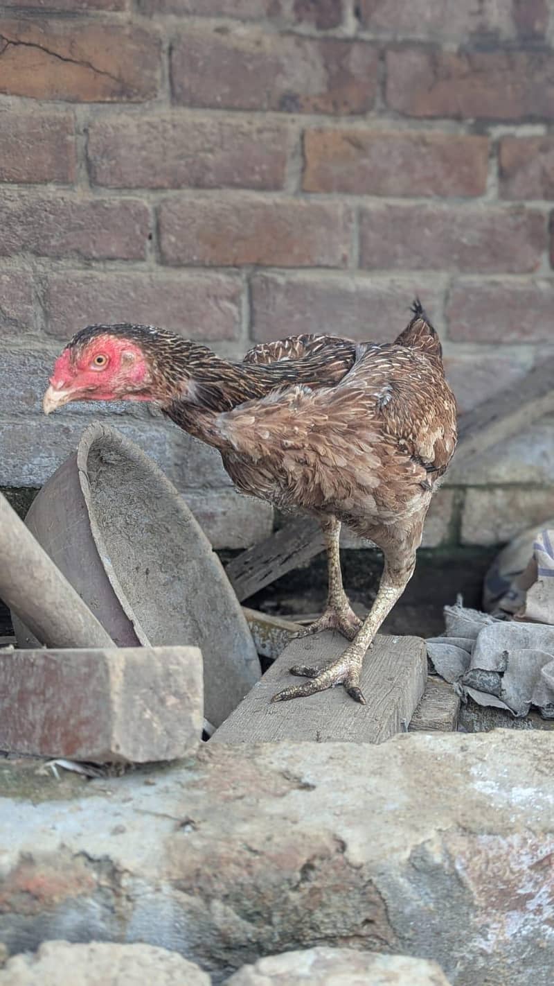 Sindhi hens 3