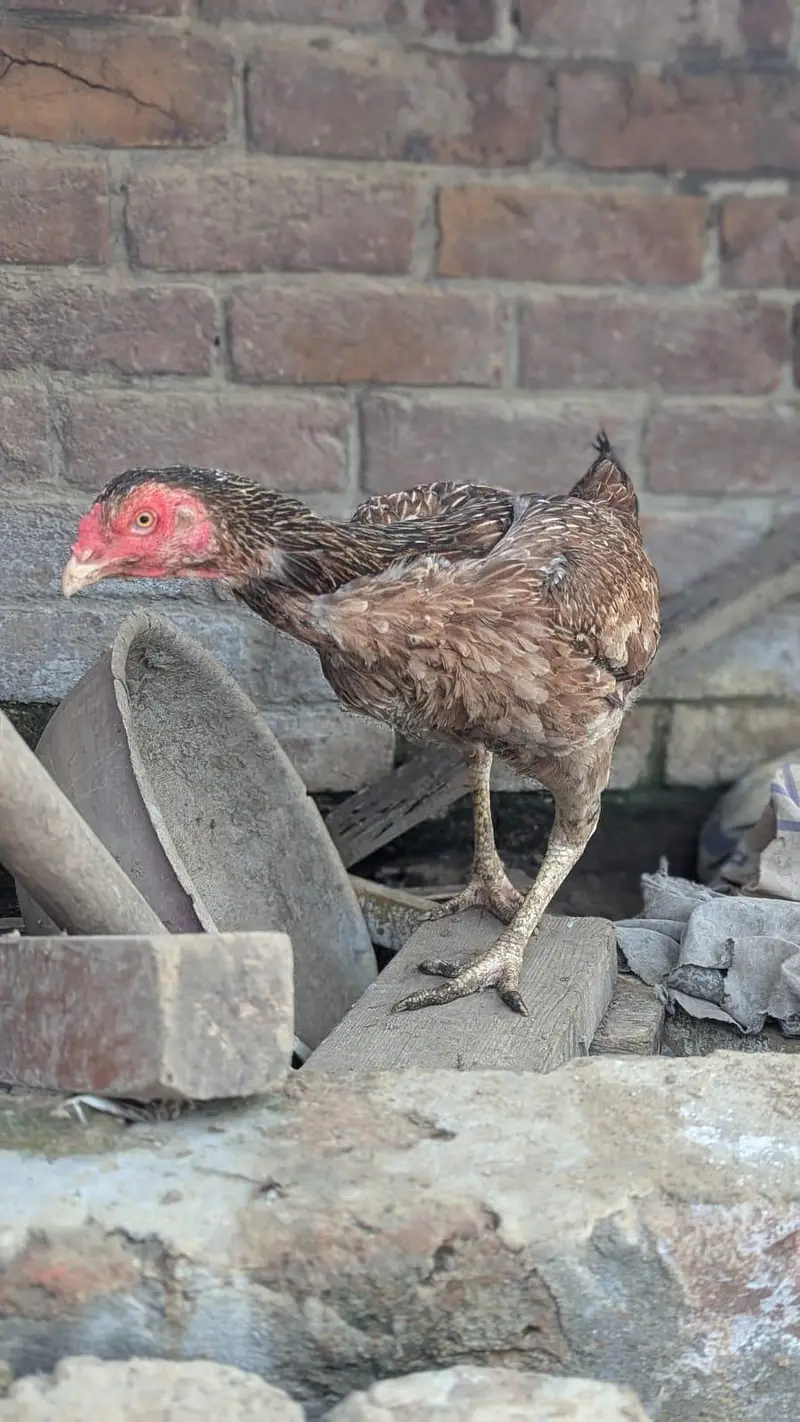 Sindhi hens — photo 4
