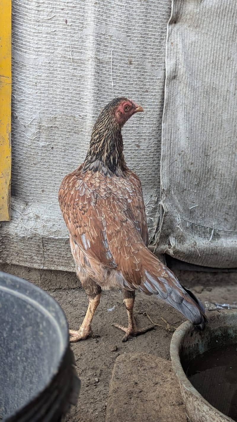 Sindhi hens 4
