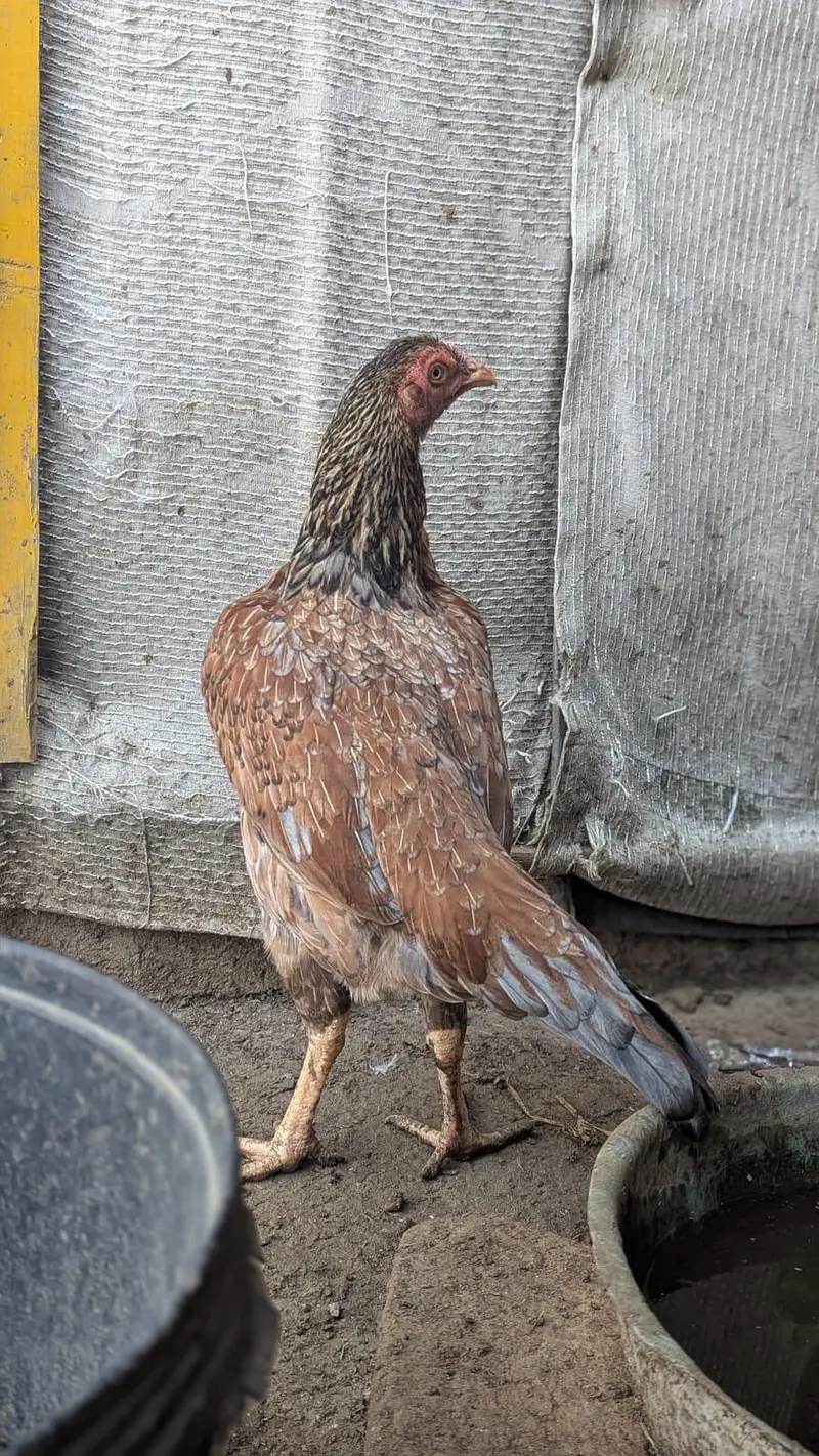 Sindhi hens — photo 5