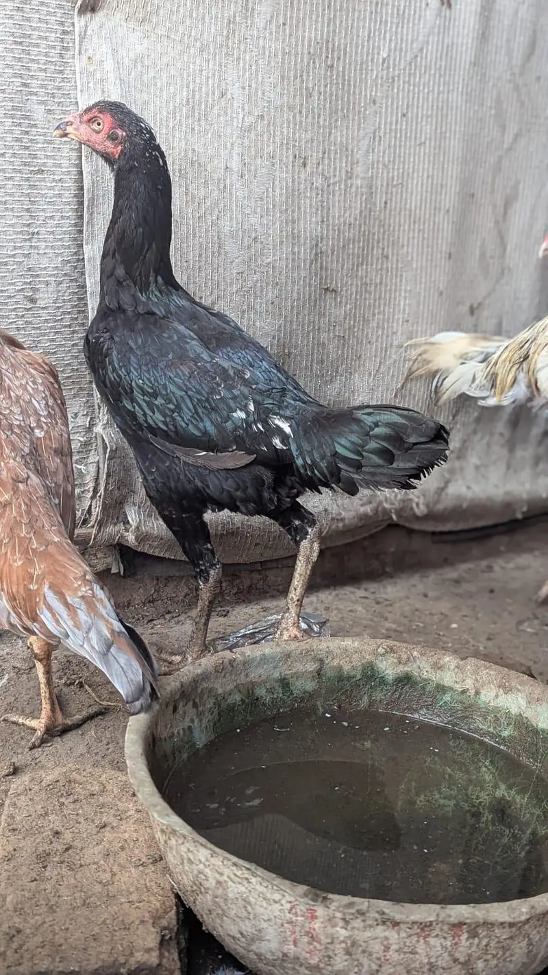 Sindhi hens — photo 6